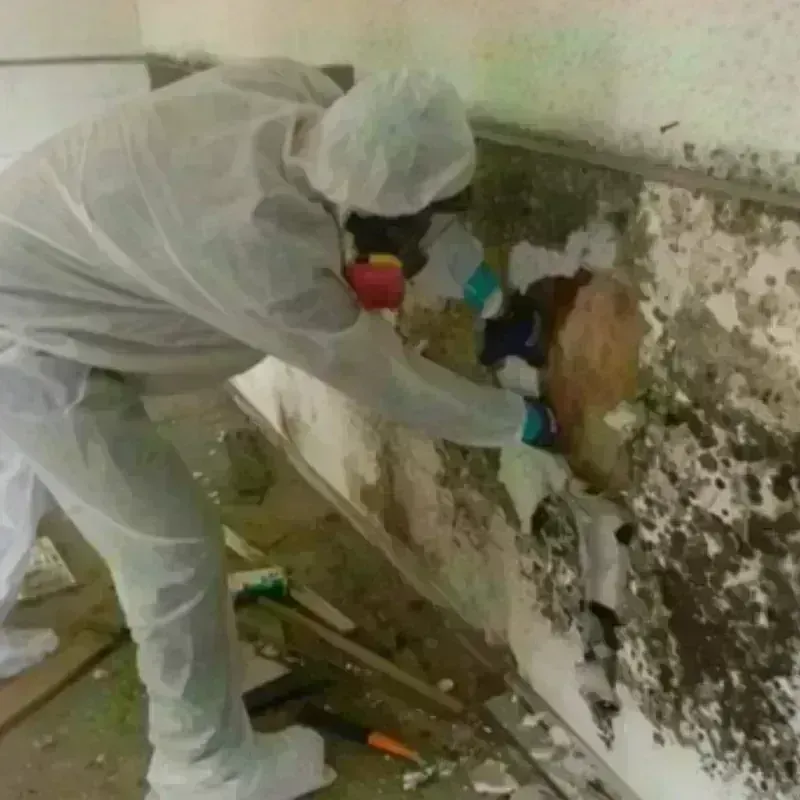 Mold Remediation and Removal in Gaston County, NC